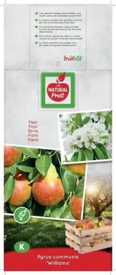 Pyrus communis 'Williams' (Peer) fruitplant 160cm - afbeelding 4