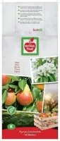 Pyrus communis 'Williams' (Peer) fruitplant 160cm - afbeelding 4