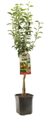 Pyrus communis 'Williams' (Peer) fruitplant 160cm - afbeelding 2