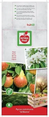 Pyrus communis 'Williams' (Peer) fruitplant 160cm - afbeelding 4