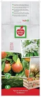 Pyrus communis 'Williams' (Peer) fruitplant 160cm - afbeelding 4
