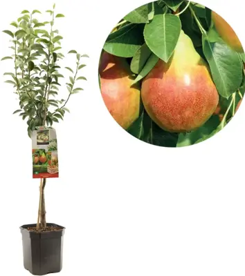 Pyrus communis 'Williams' (Peer) fruitplant 160cm - afbeelding 1