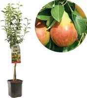 Pyrus communis 'Williams' (Peer) fruitplant 160cm - afbeelding 1