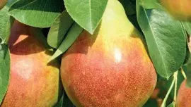 Pyrus communis 'Williams' (Peer) fruitplant 160cm - afbeelding 5