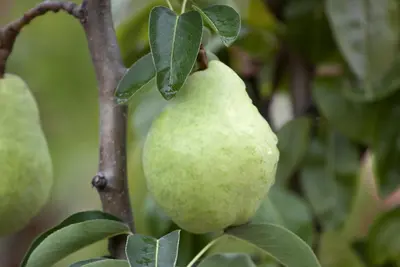 Pyrus communis 'Williams' (Peer) fruitplant 230cm - afbeelding 6