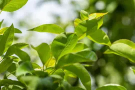 Pyrus communis 'Williams' (Peer) fruitplant 230cm - afbeelding 10