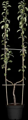 Pyrus communis 'Williams' (Peer) fruitplant 230cm - afbeelding 8