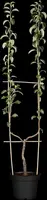 Pyrus communis 'Williams' (Peer) fruitplant 230cm - afbeelding 8