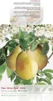 Pyrus communis 'Williams' (Peer) fruitplant 230cm - afbeelding 3