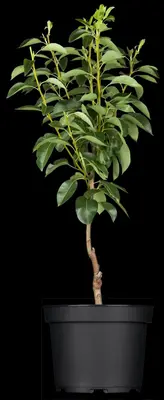 Pyrus communis 'Williams' (Peer) fruitplant 230cm - afbeelding 4