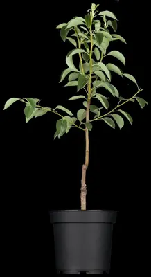 Pyrus communis 'Williams' (Peer) fruitplant 230cm - afbeelding 5
