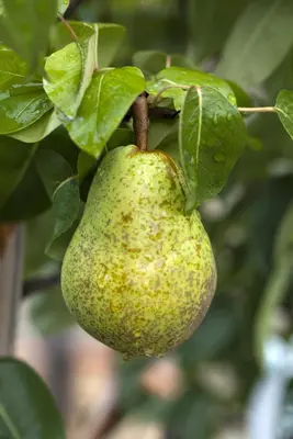 Pyrus communis 'Williams' (Peer) fruitplant 230cm - afbeelding 7