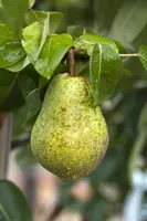 Pyrus communis 'Williams' (Peer) fruitplant 230cm - afbeelding 7