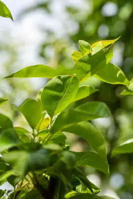 Pyrus communis 'Williams' (Peer) fruitplant 230cm - afbeelding 11