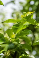 Pyrus communis 'Williams' (Peer) fruitplant 230cm - afbeelding 11