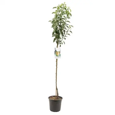 Pyrus communis 'Williams' (Peer) fruitplant 230cm - afbeelding 1