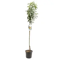 Pyrus communis 'Williams' (Peer) fruitplant 230cm - afbeelding 1