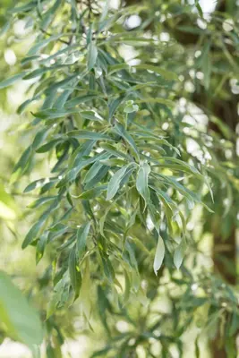 Pyrus salicifolia 'Pendula' (Sierpeer 'Pendula') - afbeelding 2