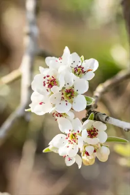 Pyrus salicifolia 'Pendula' (Sierpeer 'Pendula') - afbeelding 13