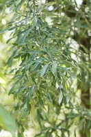Pyrus salicifolia 'Pendula' (Sierpeer 'Pendula') - afbeelding 2