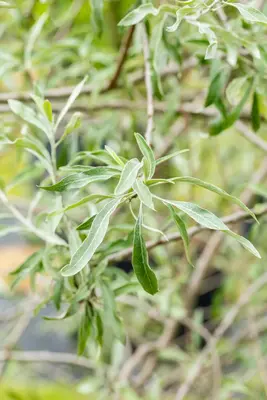 Pyrus salicifolia 'Pendula' (Sierpeer 'Pendula') - afbeelding 20