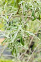 Pyrus salicifolia 'Pendula' (Sierpeer 'Pendula') - afbeelding 20