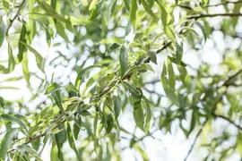 Pyrus salicifolia 'Pendula' (Sierpeer 'Pendula') - afbeelding 1