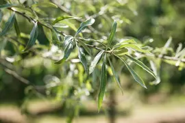Pyrus salicifolia 'Pendula' (Sierpeer 'Pendula') - afbeelding 3