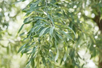 Pyrus salicifolia 'Pendula' (Sierpeer 'Pendula') - afbeelding 5