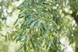 Pyrus salicifolia 'Pendula' (Sierpeer 'Pendula') - afbeelding 5