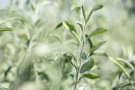 Pyrus salicifolia 'Pendula' (Sierpeer 'Pendula') - afbeelding 6