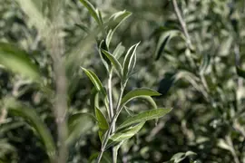 Pyrus salicifolia 'Pendula' (Sierpeer 'Pendula') - afbeelding 8