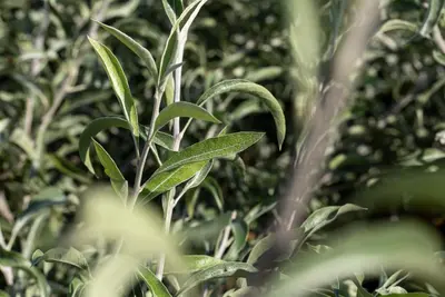 Pyrus salicifolia 'Pendula' (Sierpeer 'Pendula') - afbeelding 9
