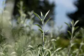 Pyrus salicifolia 'Pendula' (Sierpeer 'Pendula') - afbeelding 10