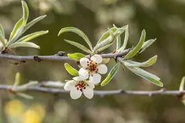 Pyrus salicifolia 'Pendula' (Sierpeer 'Pendula') - afbeelding 11