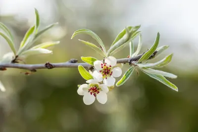 Pyrus salicifolia 'Pendula' (Sierpeer 'Pendula') - afbeelding 14