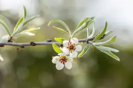 Pyrus salicifolia 'Pendula' (Sierpeer 'Pendula') - afbeelding 14