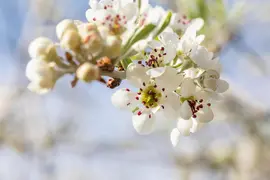 Pyrus salicifolia 'Pendula' (Sierpeer 'Pendula') - afbeelding 15