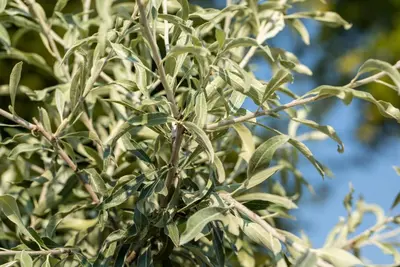 Pyrus salicifolia 'Pendula' (Sierpeer 'Pendula') - afbeelding 17