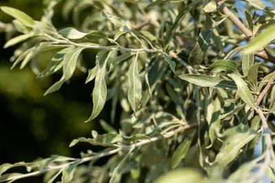 Pyrus salicifolia 'Pendula' (Sierpeer 'Pendula') - afbeelding 18