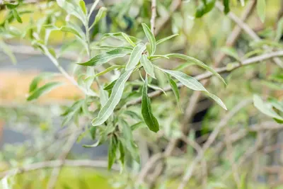 Pyrus salicifolia 'Pendula' (Sierpeer 'Pendula') - afbeelding 19