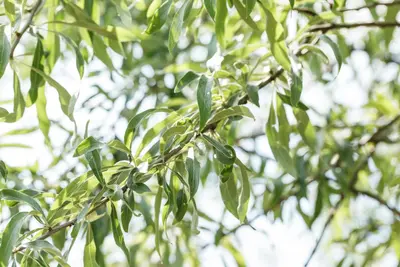 Pyrus salicifolia 'Pendula' (Sierpeer 'Pendula') - afbeelding 1