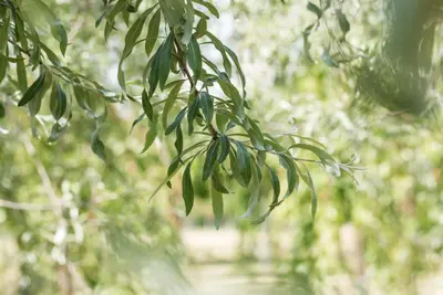 Pyrus salicifolia 'Pendula' (Sierpeer 'Pendula') - afbeelding 4