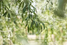 Pyrus salicifolia 'Pendula' (Sierpeer 'Pendula') - afbeelding 4