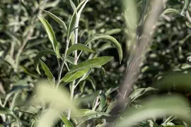 Pyrus salicifolia 'Pendula' (Sierpeer 'Pendula') - afbeelding 9