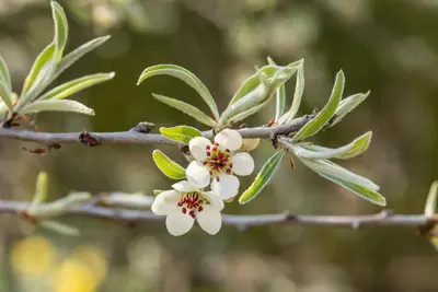 Pyrus salicifolia 'Pendula' (Sierpeer 'Pendula') - afbeelding 11