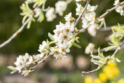 Pyrus salicifolia 'Pendula' (Sierpeer 'Pendula') - afbeelding 12