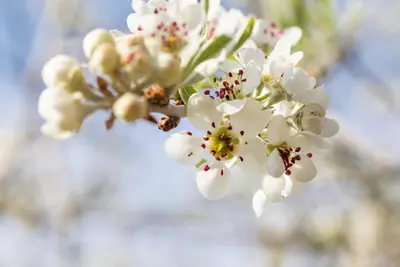 Pyrus salicifolia 'Pendula' (Sierpeer 'Pendula') - afbeelding 15