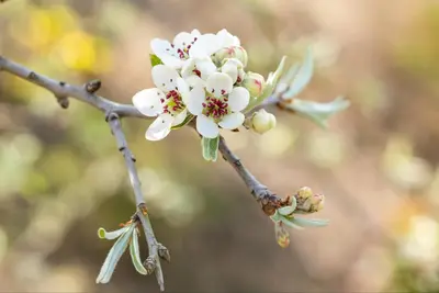 Pyrus salicifolia 'Pendula' (Sierpeer 'Pendula') - afbeelding 16