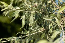 Pyrus salicifolia 'Pendula' (Sierpeer 'Pendula') - afbeelding 18